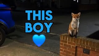 So cute ❤️🦊 #fox #squirrel #wildlife #cute #animals #fyp #viralvideo #video #viral_video