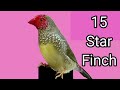 world finches top 20 mutations 2024 finch bird varieties