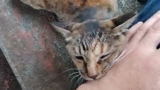 0730☁カフェオレちゃんと👴の、森のベンチ de イチャイチャ💓劇場②☺😽🐾🐾