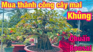 Mua thành công cây mai khủng chuẩn bonsai | mai vàng miền nam | ngày 25/10/2024