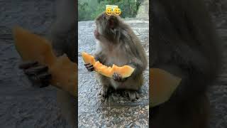 Monkey video #shorts #short #monkey #monkeys