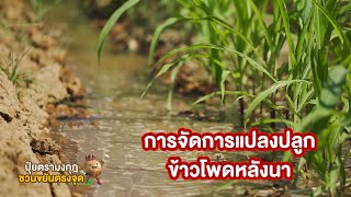 ปุ๋ยตรามงกุฎ ชวนขยันตรงจุด EP.19 การจัดการแปลงปลูกข้าวโพดหลังนา