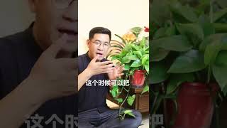 如何給綠蘿擦拭葉片？