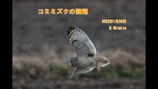 コミミズクの飛翔