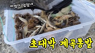 진짜 미쳤다ㄷㄷ 1급수 계곡에 민물고기 누치를 넣으면 생기는 일