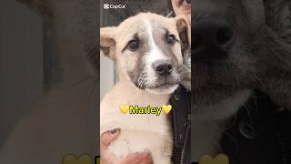 Marley Cerca Casa | Cucciolo Abbandonato Sul Ciglio Della Strada #shorts #puppy #help #dog