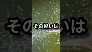 あなたなら分かる？ミジンコ休眠卵の色！#daphnia #CALL OF SILENCE × AKUMA #メダカツファイト #ミジンコ