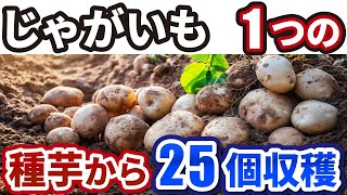 【じゃがいも】たった1つの種芋から25個収穫する方法！