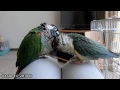 ウロコインコ：チビハル 【動画撮り比べ～cx550v＆zr1000】 conure compare take a video camera ~cx550v u0026zr1000~