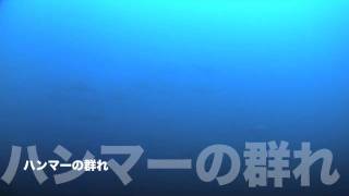 2011.12.31の神子元島　ハンマーの群れ！！！