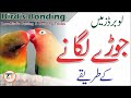 How To Bond Love Bird Pairs?| The Best & Easy Love Birds Bonding Tricks |Love Birds Pairing Tips