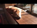 柴犬ハナ あまりにも幸せそうな寝顔【かわいい】 shiba is happy sleeping face