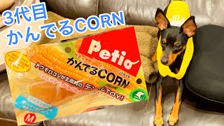 【ミニピン】デンタルトイ「かんでるCORN」③/大河1歳 ♂