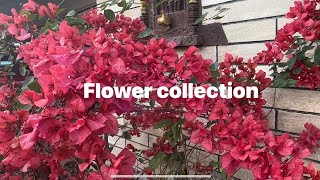 Flower collection at home