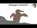 every flightless birds explained in 7 minutes