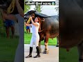 ලොකුම මී හරකෙක් 😱😱 අම්මෝ මුගේ උස 😱😱 buffalo cattle cattlefarm viral new woman bull bison