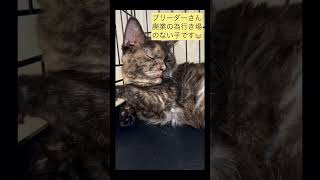 ブリーダーさん廃業の為行き場のないネコちゃんです。😭 #保護猫 #里親募集中