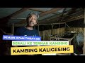 PEMAIN AYAM TOBAT ‼️ SEKARANG TERNAK KAMBING KALIGESING || INSPIRASI USAHA ❗JRC BANYUWANGI