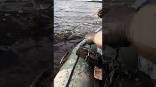 промысловый лов раков / crawfish fishing Проверка одной раколовки