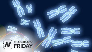 Flashback Friday: Does Meditation Affect Cellular Aging Telomeres &  Cap It All off with Diet