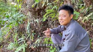 #真拍原video#The rural aunt of Jinhuan Hornet went up the mountain to split a camellia tree and was ...