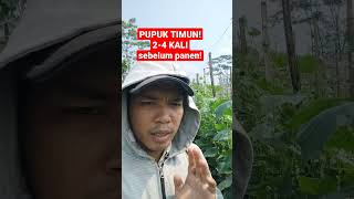 PUPUK TIMUN DILAKUKAN 3-4 KALI SEBELUM PANEN ! #short #petani #tanam #timun #pupuk #tani