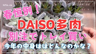 【多肉植物#224】毎年恒例！春のダイソー多肉のトレイ買い✨