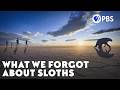 Why Humanity Has Amnesia About Giant Sloths