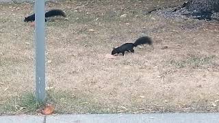 Two cute squirrels playing at backyard   两只可爱的黑色松鼠在后院追逐，觅食。卡尔加里城市的特点之一，社区的松树多，松鼠也多， 它们健硕又敏捷，活跃于房前屋后。