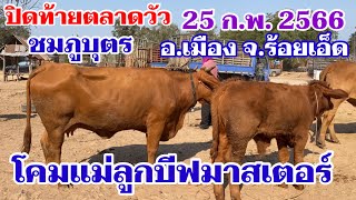 EP.3 #ราคาวัววันนี้ 25 ก.พ. 2566 ปิดท้ายตลาดวัวชมภูบุตร อำเภอเมือง จังหวัดร้อยเอ็ดชมแม่บีฟมาสเตอร์