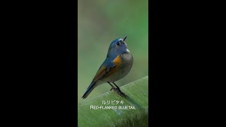 ルリビタキ Red-flanked bluetail