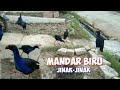 Burung mandar biru jinak mencoba beradaptasi di lingkingan yang baru. (pokeko bird)