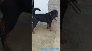 Baahu - the beast | 18 month old Rottweiler💪💪 #shorts