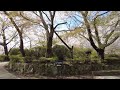 御船山楽園の桜