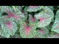 hd1080p tanaman hias bunga caladium keladi warna ini mempercantik halaman depan rumah