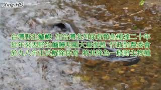 阿吉仔●流 浪