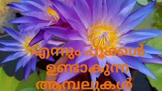 എന്നും പൂക്കൾ ഉണ്ടാകുന്ന കുറച്ച് ആമ്പലുകൾ പരിചയപ്പെടാം...