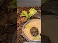 egyptian tortoise hatchlings eat lettuce