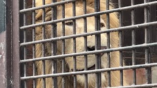 番外編　ステルクくん　ホワイトライオンの鳴き声を聞いてみよう【宇都宮動物園】【2022年10月12日】