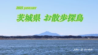 新年のお散歩探鳥in茨城県