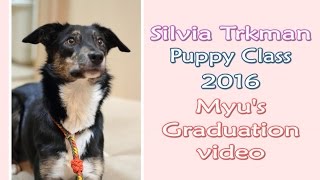 BC Myu, Silvia Trkman's puppy class 2016 - Graduation video