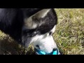 How To Recall your dog Training Tips with my Alaskan Malamute Tonka