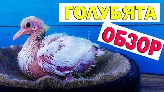 Осмотр голубят 20.02.20