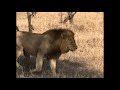 kambula male lions with injuries probably after fight with kruger male 2 october 2024