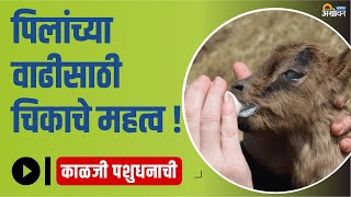 शेळीच्या पिल्लांचे (करडाचे) संगोपन | Colostrum Feeding of Goat Kid | ॲग्रोवन