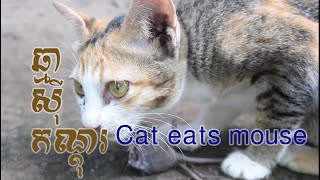 Cat eats mouse /ឆ្មា​ស៊ីកណ្ដុរ