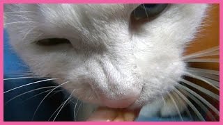 おやつにガブリ付く白猫ユキ 「うまいニャ～！」White cat Yuki wants to eat more treats