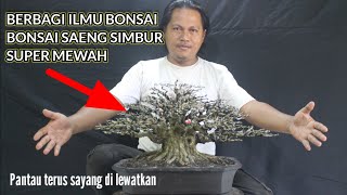 berbagi ilmu bonsai di bonsai saeng simbur super mewah