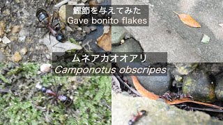 ムネアカオオアリ（Camponotus obscuripes）に鰹節を与えたら巣の場所を特定できた