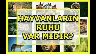 HAYVANLARIN RUHU VARMIDIR [DİNİMİZDE HAYVANLARIN YERİ]